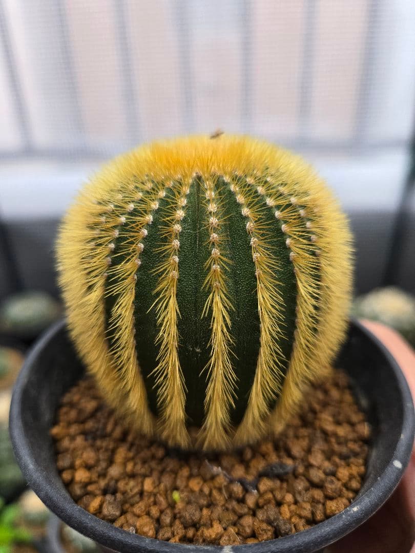 サボテン　ユーベルマニア・フラビスピナ　実生