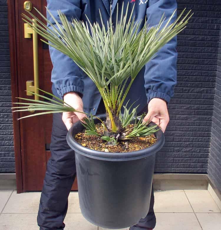 【現品】チャメロプス・フミリス・セリフェラ/シルバーリーフ　9号　P8番