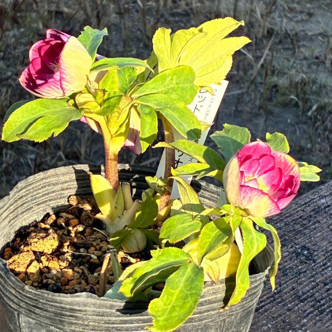 あ*号様 3568☘️蕾花タグ付☘️⭐️レッドイルミリオン⭐️美発色オーレア⭐️