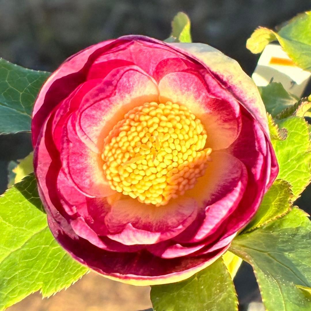 あ*号様 3568☘️蕾花タグ付☘️⭐️レッドイルミリオン⭐️美発色オーレア⭐️