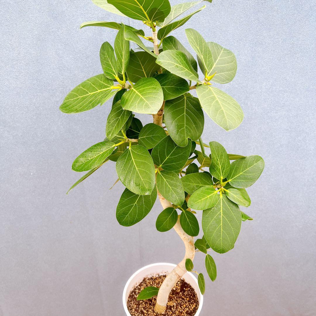 現品　フィカス　ゴムの木　ベンガレンシス　31番　曲り　インテリアグリーン　室内