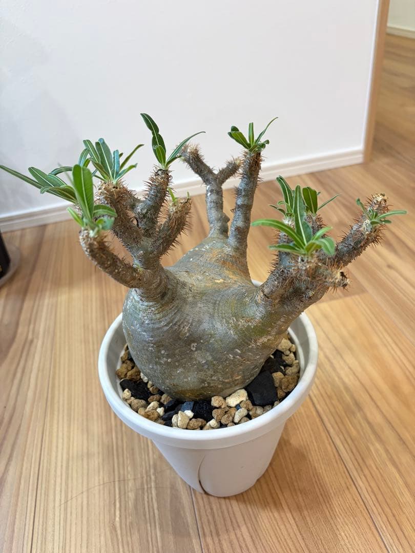 パキポディウム グラキリス 発根済 【14】