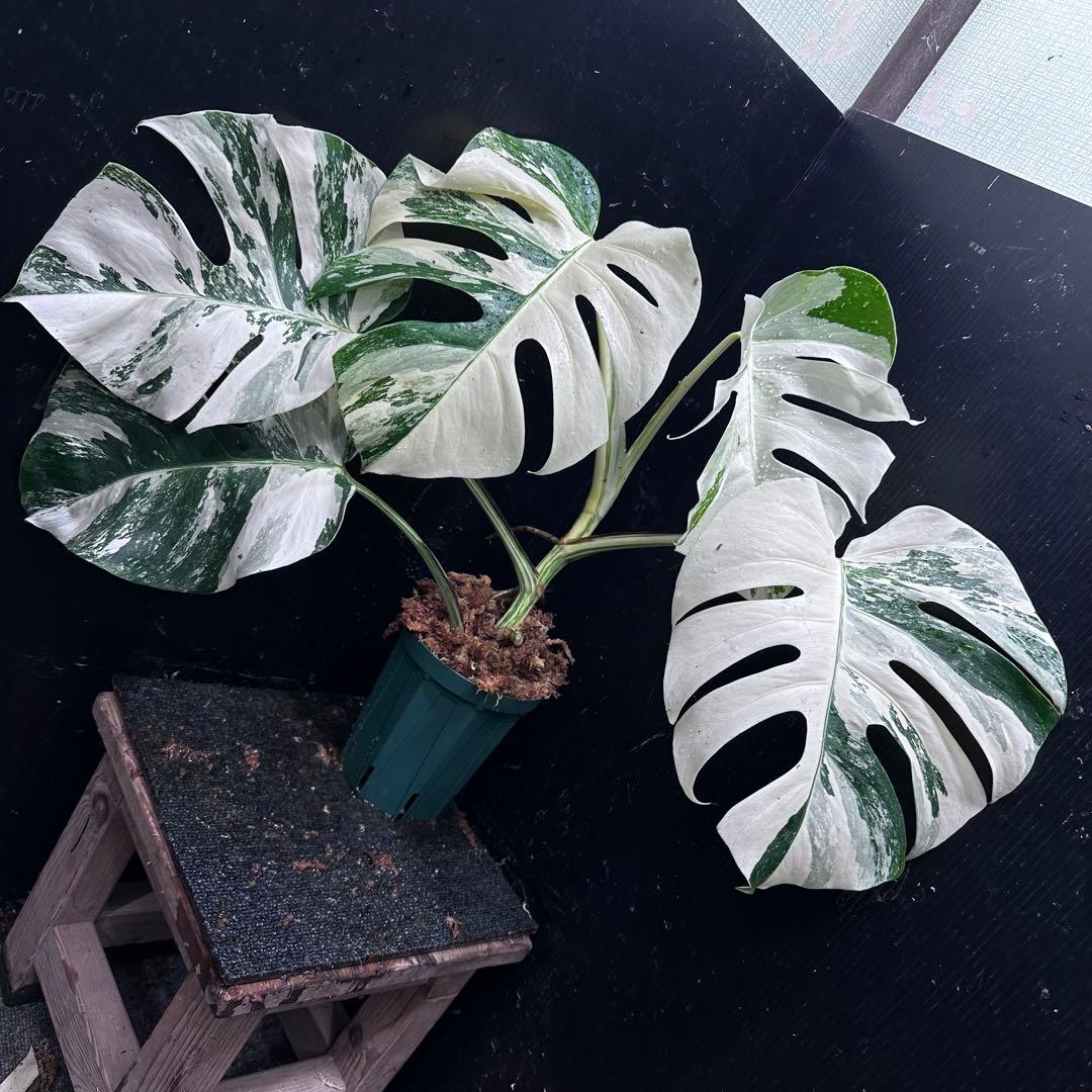 s*9様 斑入りモンステラ ホワイトタイガー極美大株53cm白斑多レア