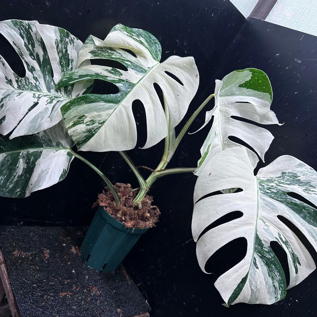 s*9様 斑入りモンステラ ホワイトタイガー極美大株53cm白斑多レア