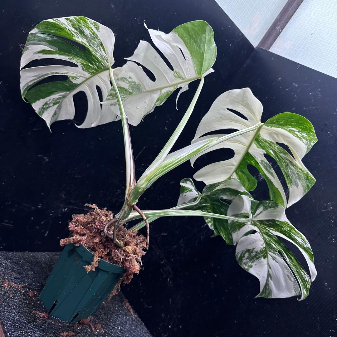 s*9様 斑入りモンステラ ホワイトタイガー極美大株53cm白斑多レア