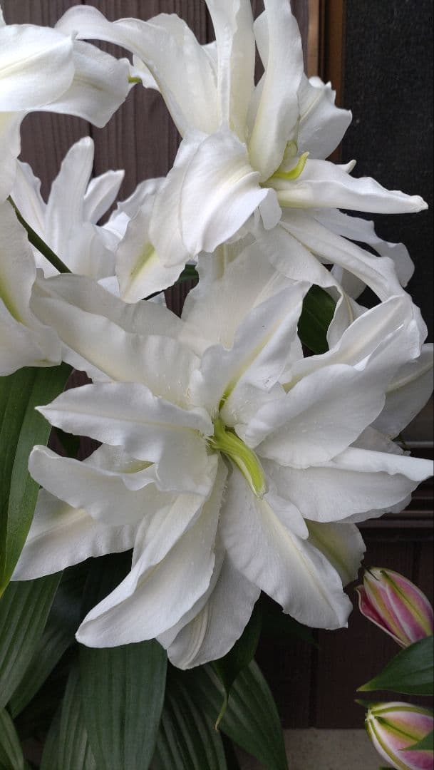 2月2日更新　百合　球根（お知らせ用）