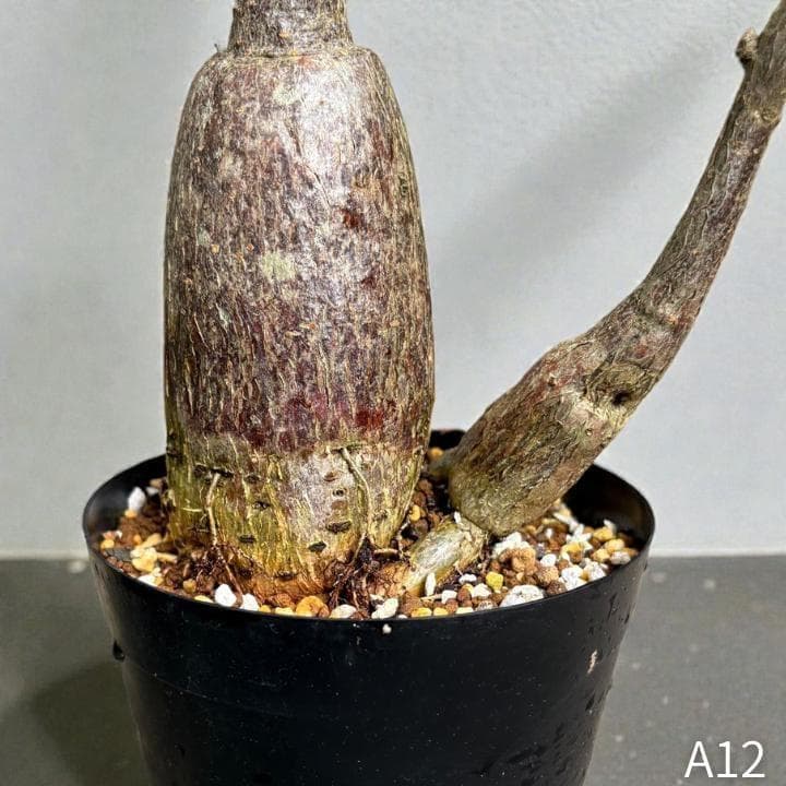 パキラ｜ミルキーウェイ × ムーンライト｜四箇所接木｜無機質用土 ｜A12