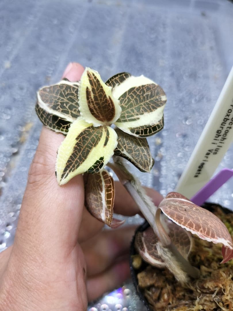 大き目!!Anoectochilus sp. 斑入りジュエルオーキッド 宝石蘭