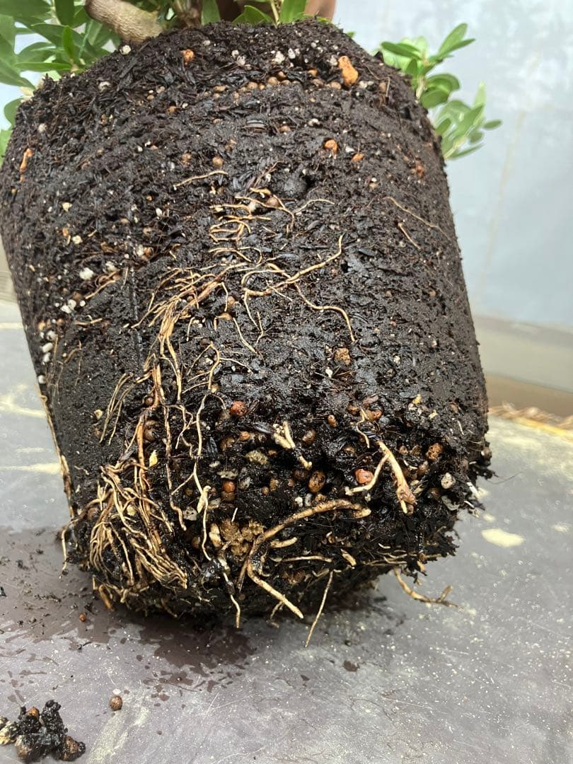 オリーブ太木挿　幹直径約10㎝　火焔土器樹形　古木　盆栽極太　塊根　太枝　鉢植え