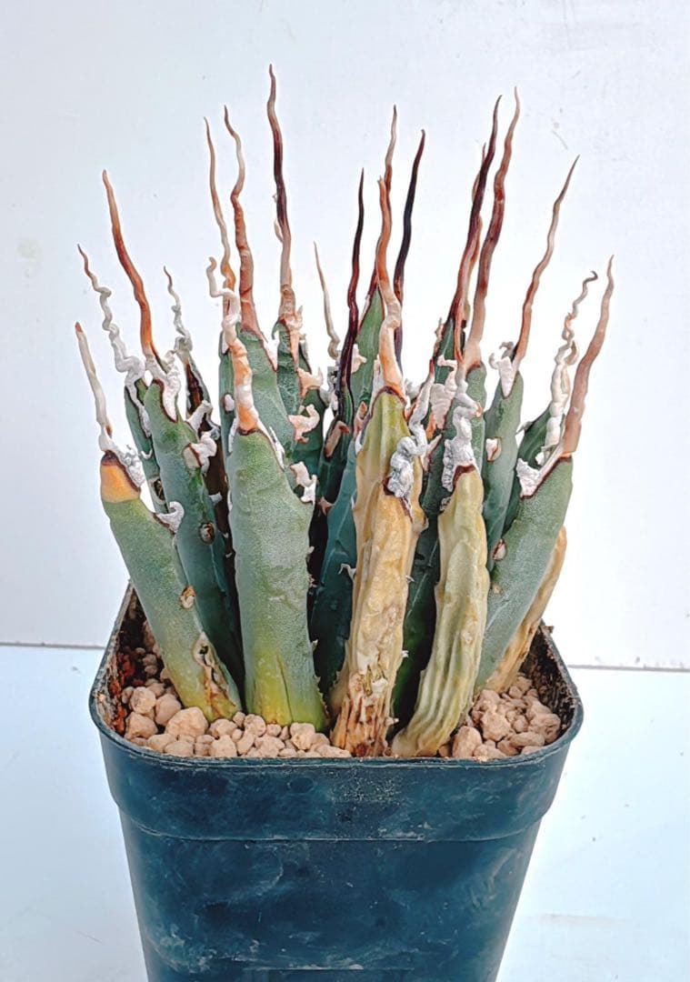 アガベ　エボリスピナ