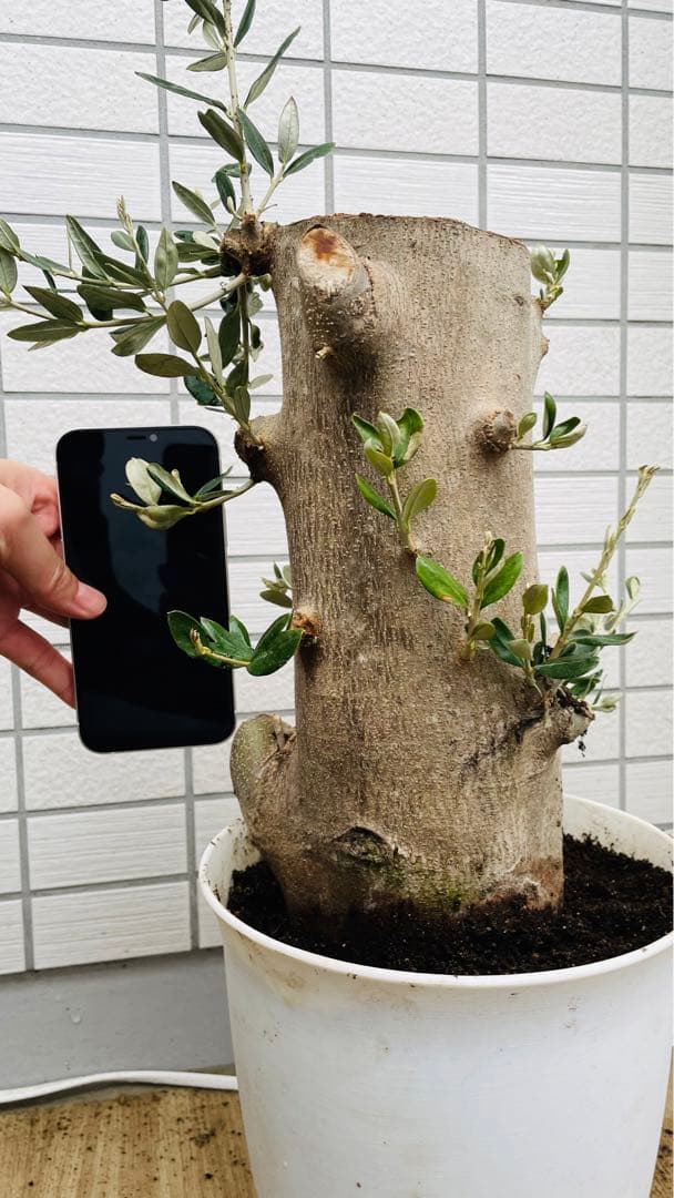 オリーブ　太木挿し　発根済み　小豆島産　古木　盆栽