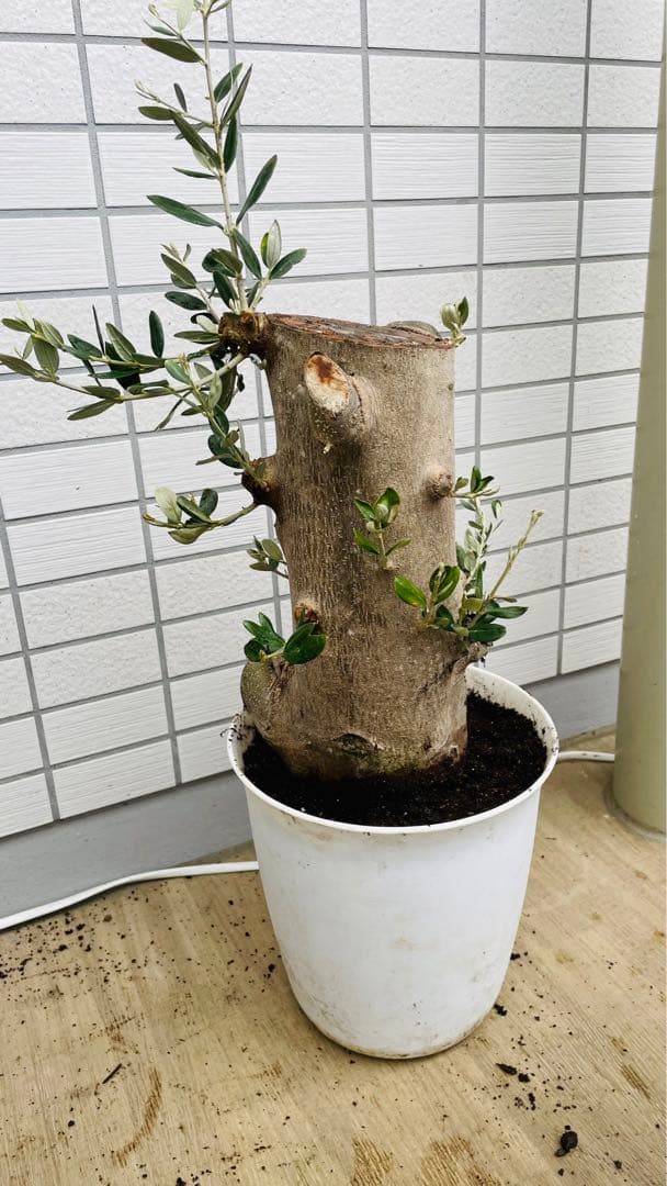 オリーブ　太木挿し　発根済み　小豆島産　古木　盆栽