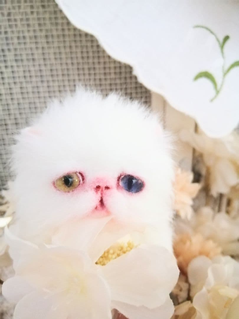 かちょぱ㌨✿様御予約❤️オッドアイの双子ちゃん♡ミニミニ子猫ちゃん♡エキゾ♡