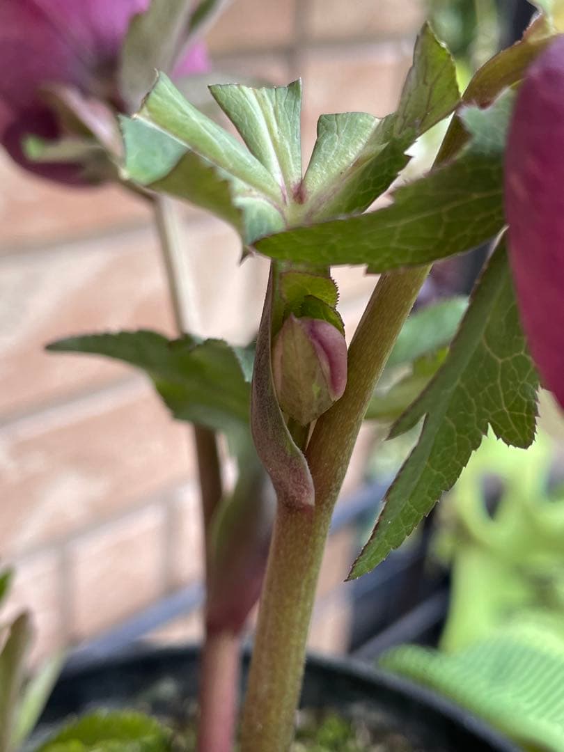 【広瀬園芸】　絞りピンクスポットss クリスマスローズ　5号鉢