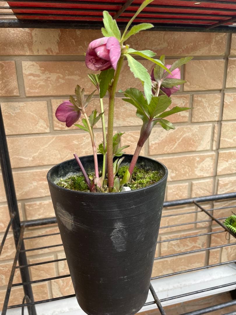 【広瀬園芸】　絞りピンクスポットss クリスマスローズ　5号鉢