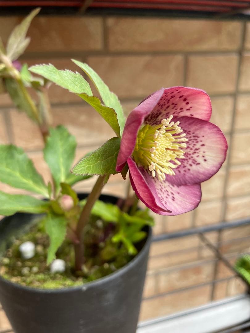 【広瀬園芸】　絞りピンクスポットss クリスマスローズ　5号鉢