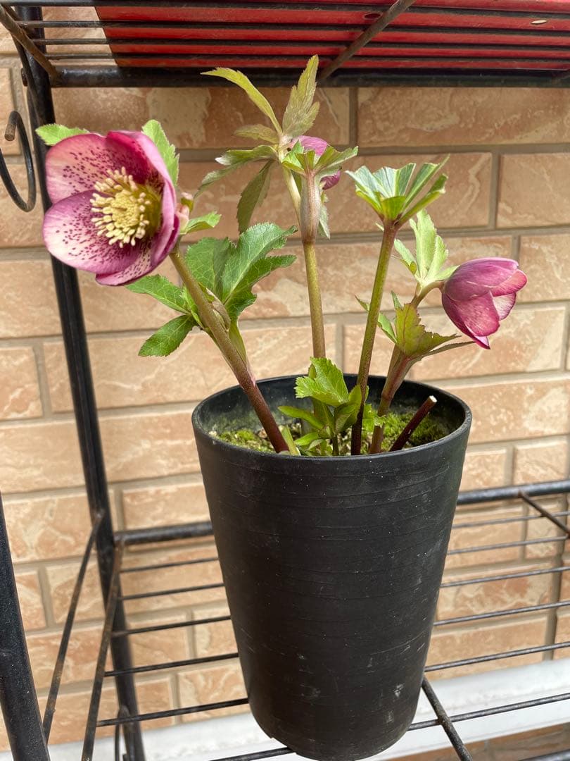 【広瀬園芸】　絞りピンクスポットss クリスマスローズ　5号鉢