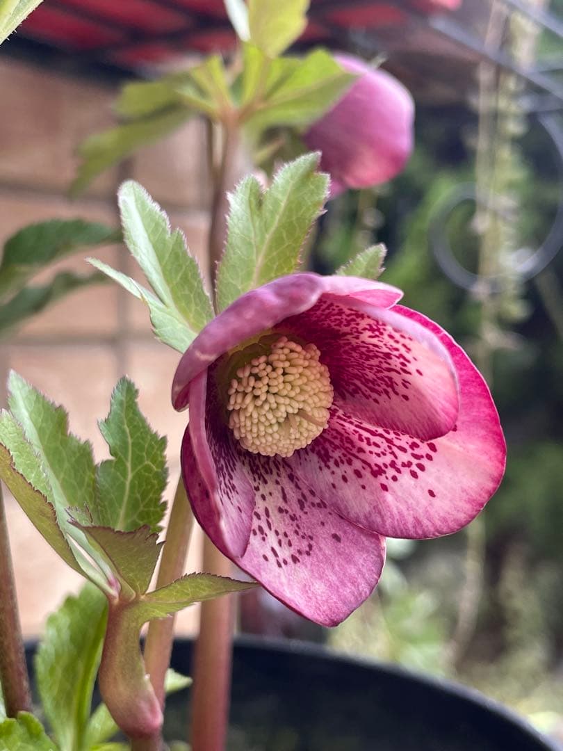 【広瀬園芸】　絞りピンクスポットss クリスマスローズ　5号鉢