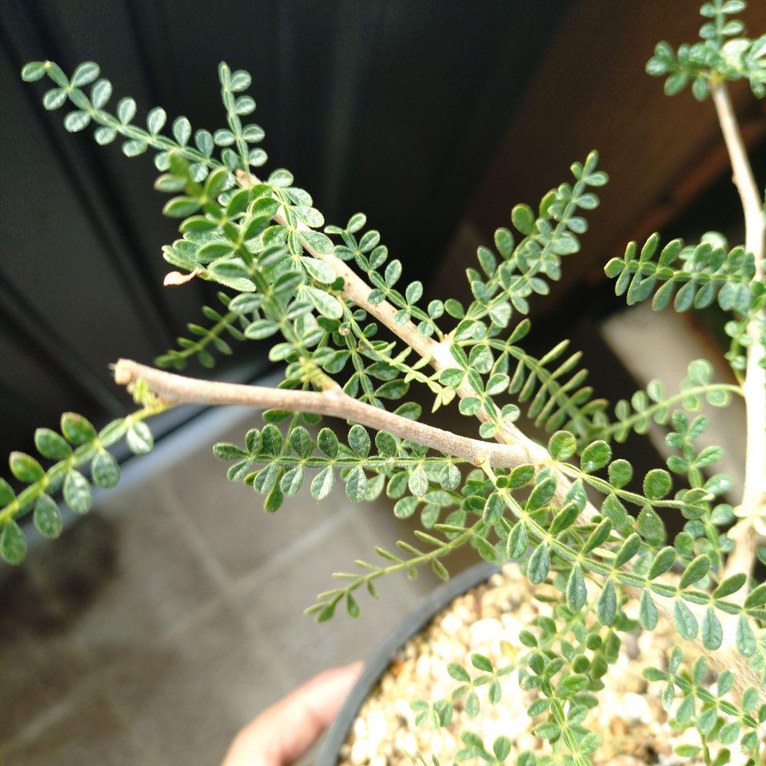 【超希少株】 オペルクリカリア ヒファエノイデス 斑入り　ラスト