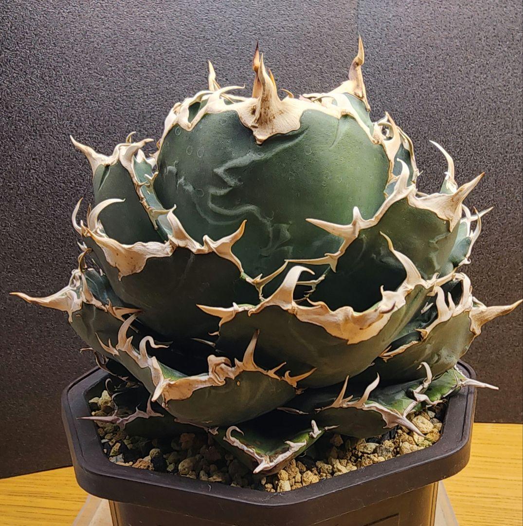 アガベ 　白鯨　中～大株