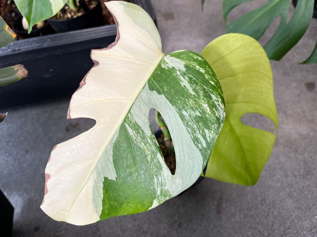 モンステラ デリシオーサ ミント 検索 ミント斑 セブブルーミント 実生