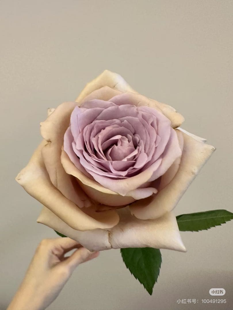 バラ苗 入手困難 希少 切花 大きめ 大輪 多花性 四季咲き 花持ち長い