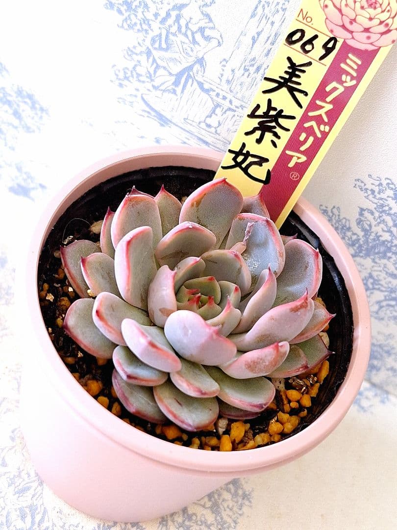 美紫妃　札付きポットごとメルカリ便おらいさん苗ミックスベリア