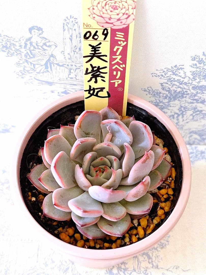 美紫妃　札付きポットごとメルカリ便おらいさん苗ミックスベリア
