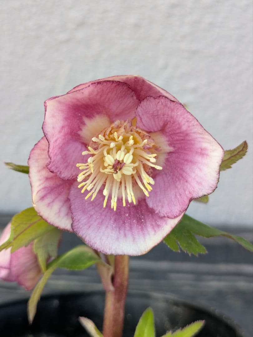 広瀬園芸【ソレイユ系 ピーチグラデーション】SS カップ咲き 極美個体