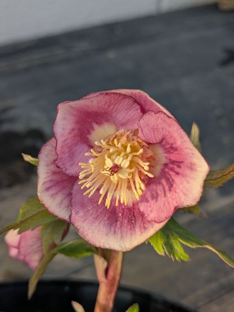 広瀬園芸【ソレイユ系 ピーチグラデーション】SS カップ咲き 極美個体