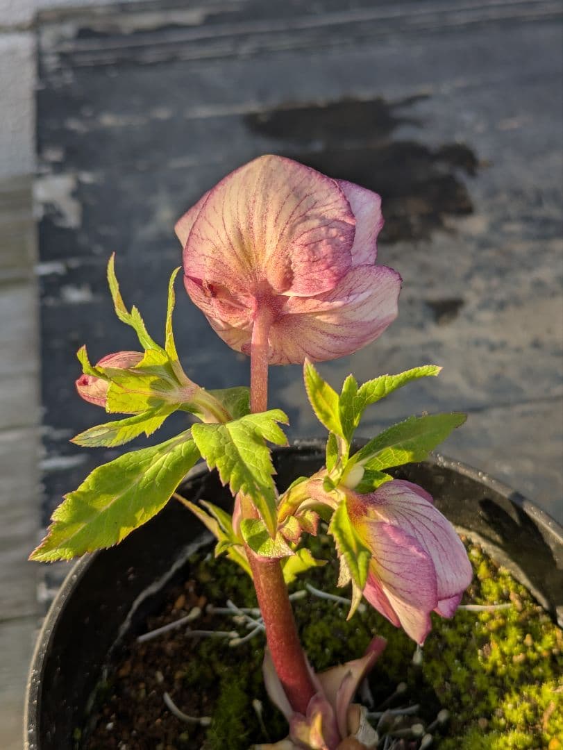 広瀬園芸【ソレイユ系 ピーチグラデーション】SS カップ咲き 極美個体