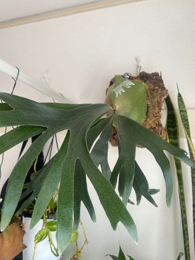 ビカクシダ コルク付け【大型】