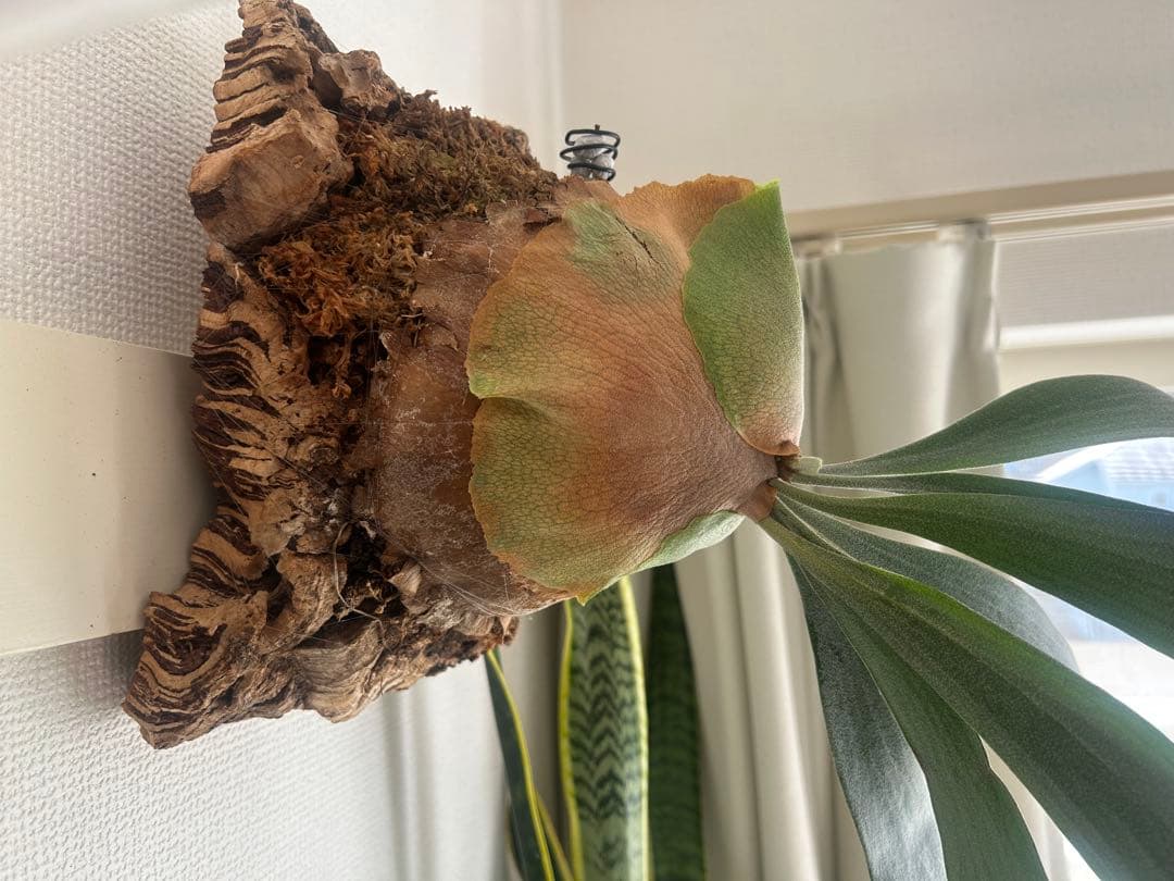 ビカクシダ コルク付け【大型】