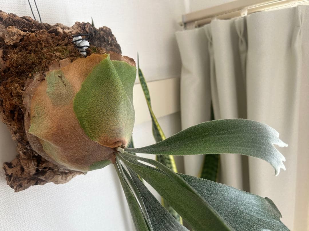 ビカクシダ コルク付け【大型】