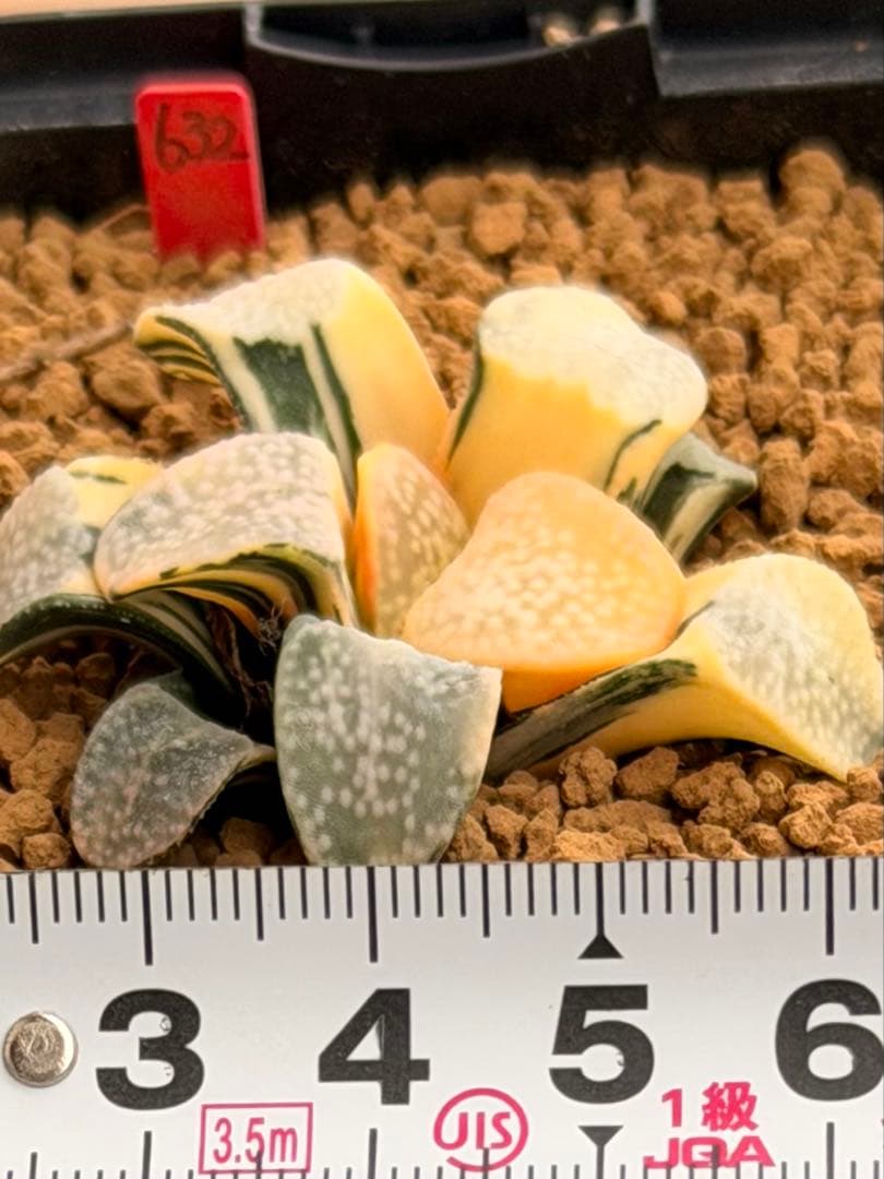 ハオルチア　グロエネワルディ錦　極上斑