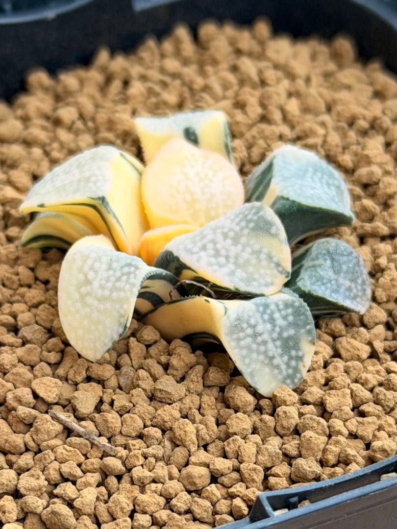 ハオルチア　グロエネワルディ錦　極上斑