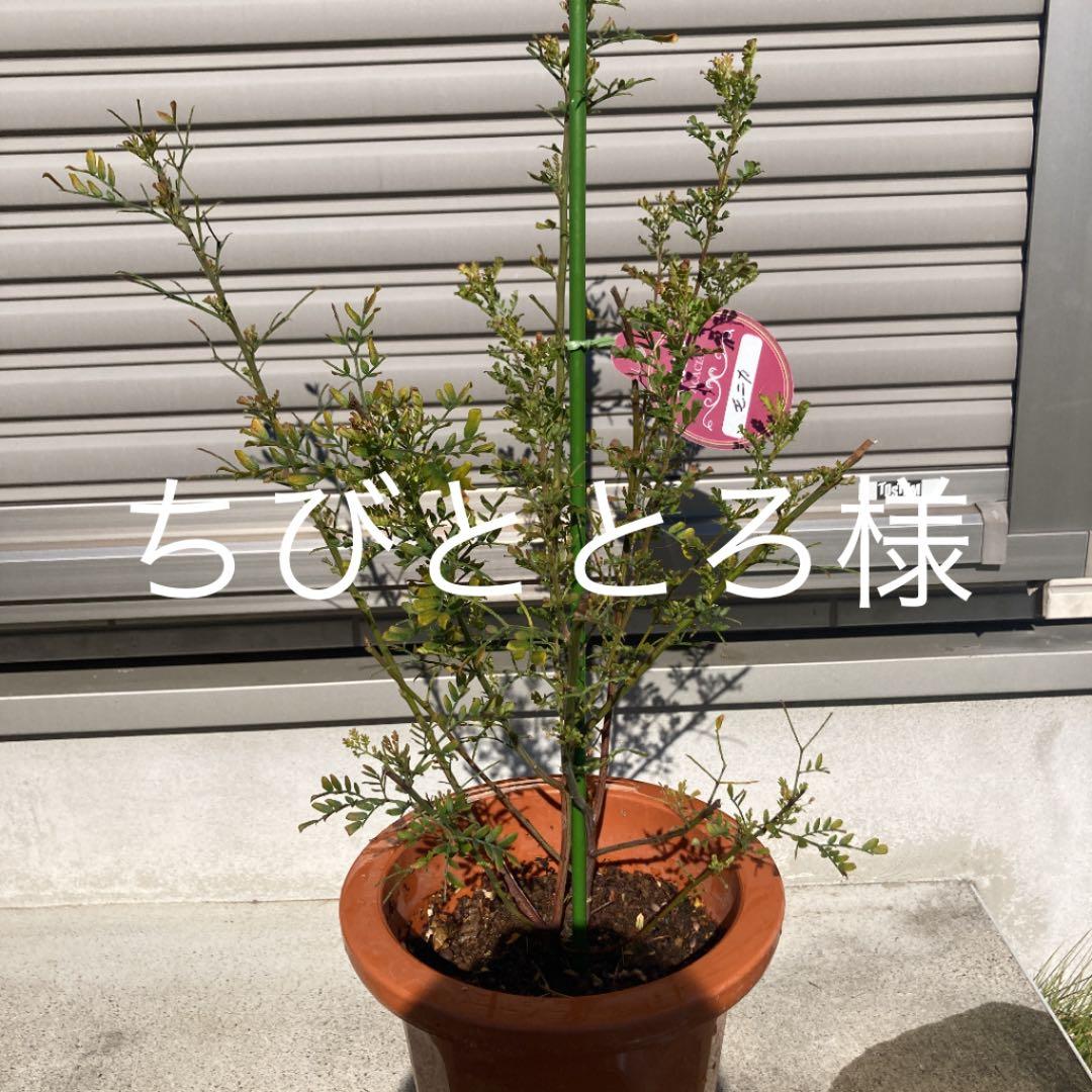 ちびととろ　確認用