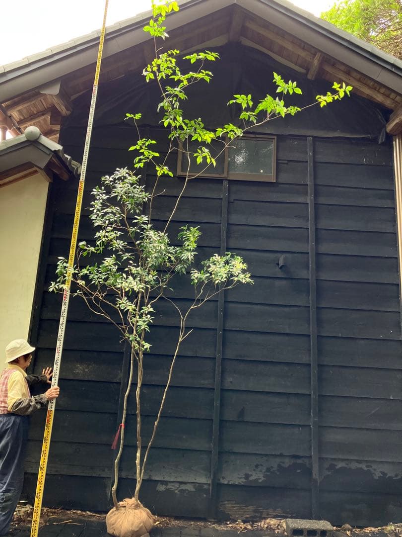 山採り　アオダモ　アセビ　混合株