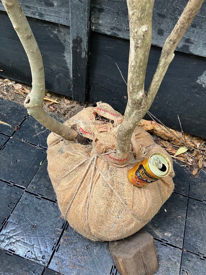 山採り　アオダモ　アセビ　混合株