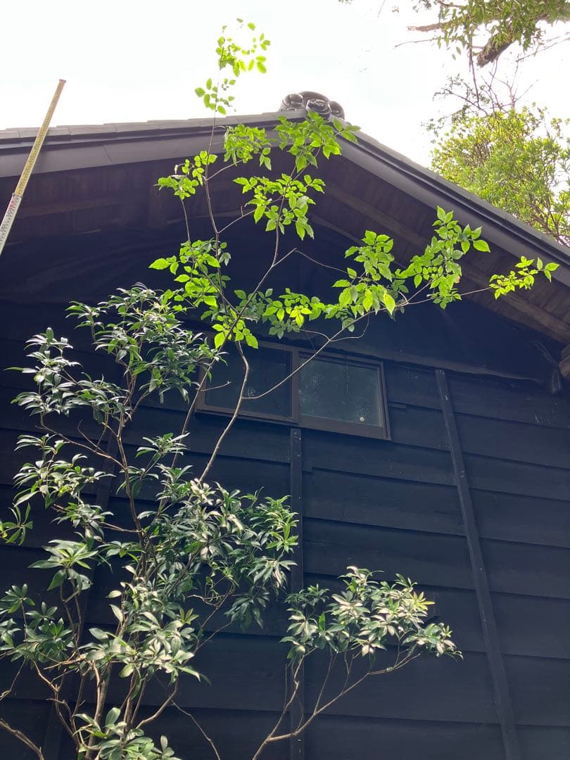 山採り　アオダモ　アセビ　混合株