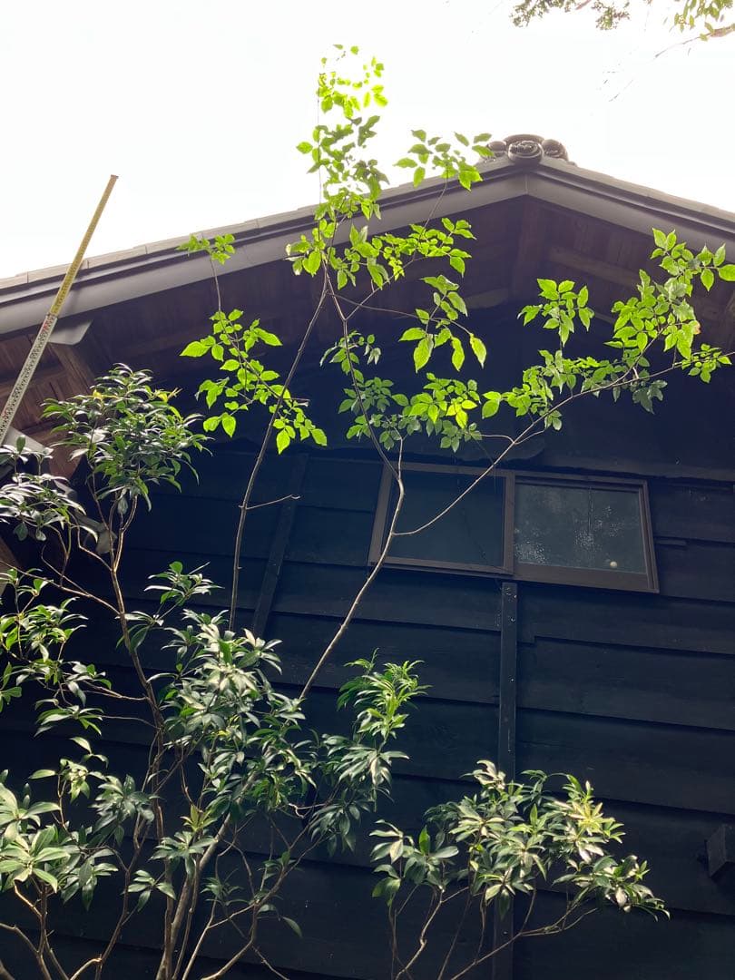 山採り　アオダモ　アセビ　混合株