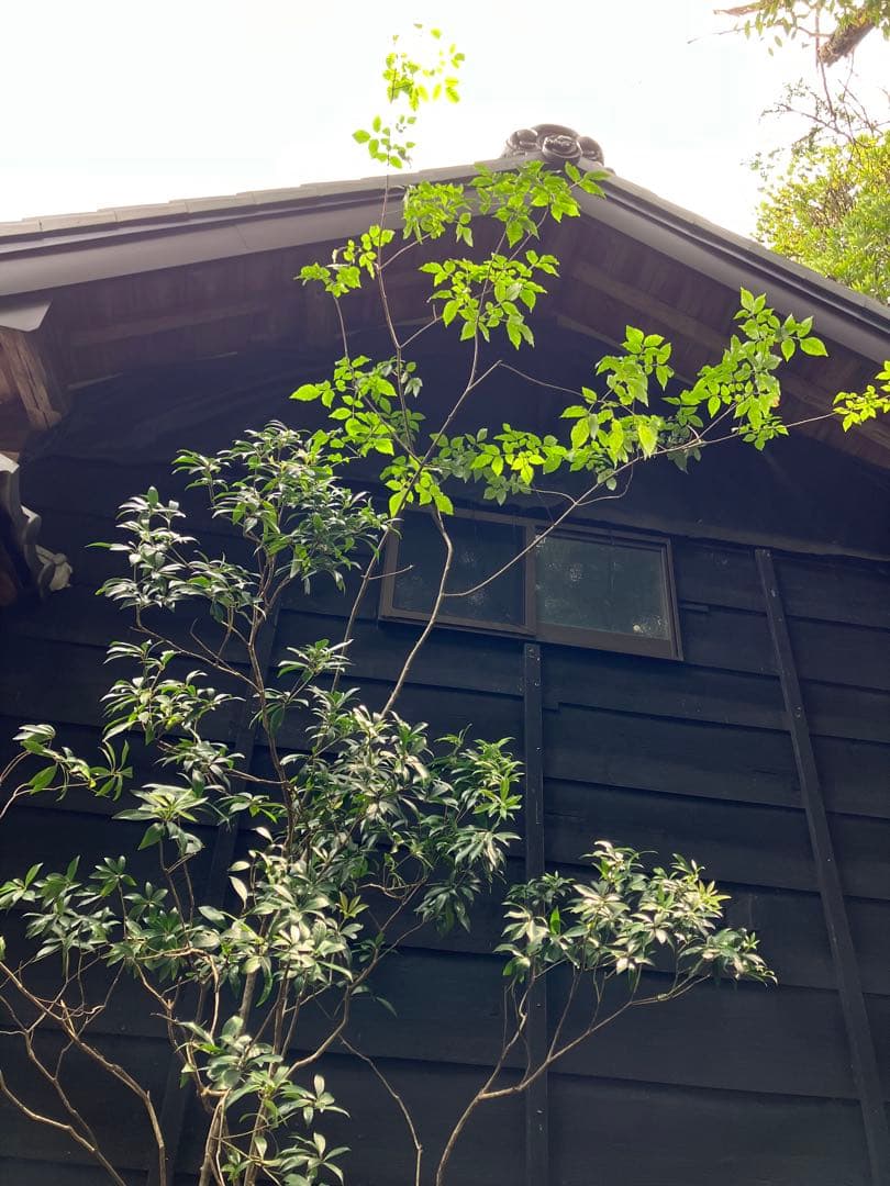 山採り　アオダモ　アセビ　混合株