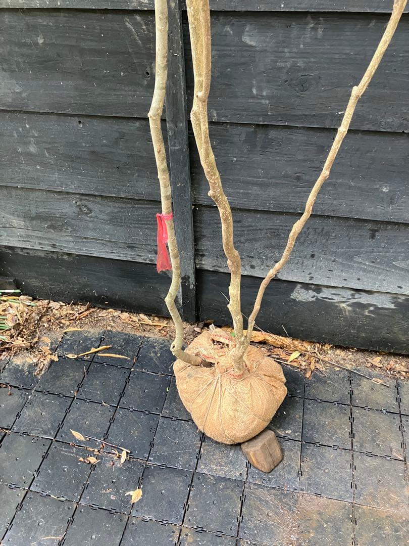 山採り　アオダモ　アセビ　混合株