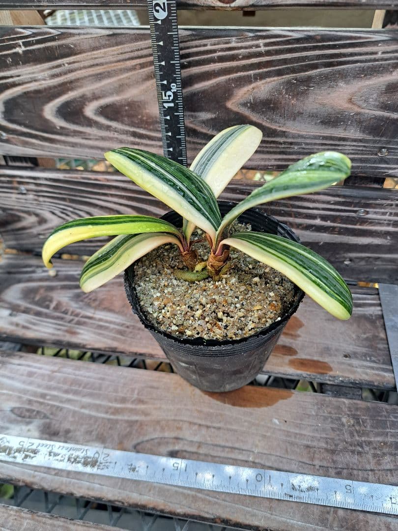 2点おまとめ　君子蘭　斑入り　植物　観葉植物　インテリア