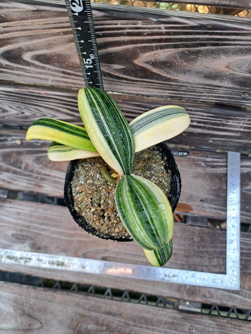 2点おまとめ　君子蘭　斑入り　植物　観葉植物　インテリア