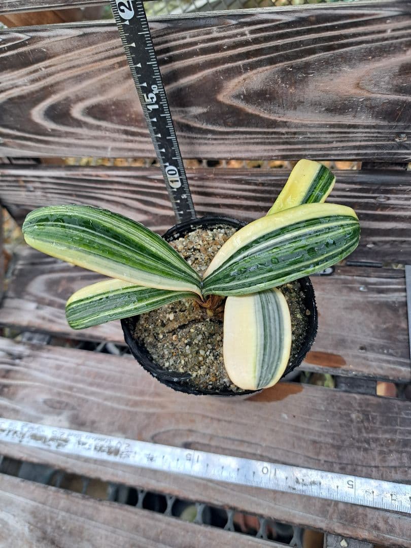 2点おまとめ　君子蘭　斑入り　植物　観葉植物　インテリア