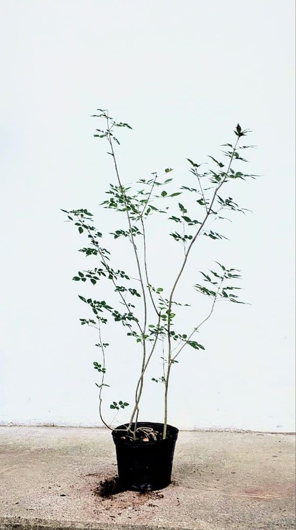 ここ。山採りアオダモ株とドウダンツツジ。