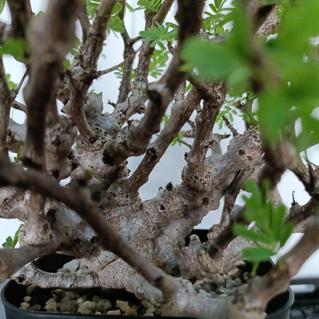 センナ　メリディオナリス　良型　発根済