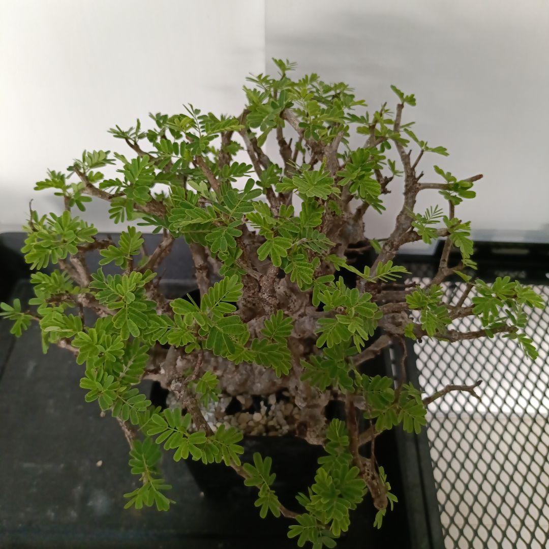 センナ　メリディオナリス　良型　発根済