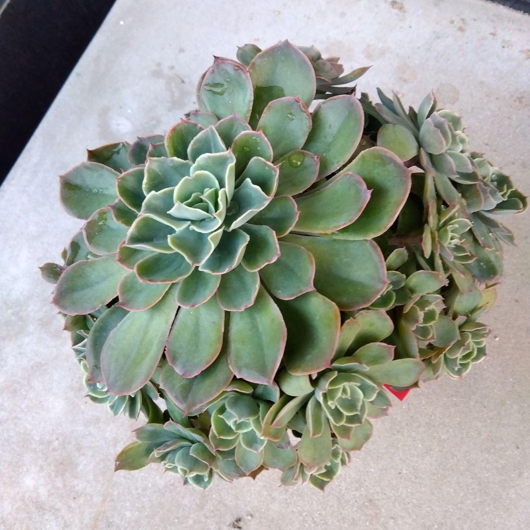 巨大 でかでか～おらいさん デカベリア✡️ミックスベリア夕波✡️ 多肉20頭以上